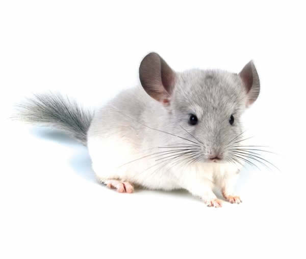 Chinchilla Blanca